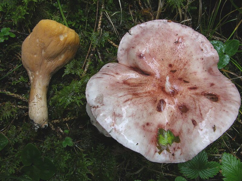 Hygrophorus erubescens